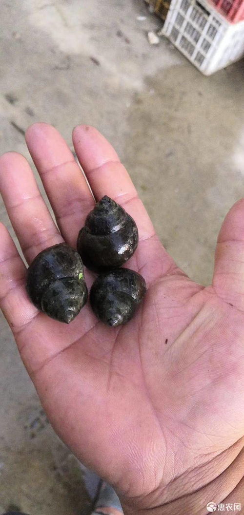 厚殼田螺 種螺 大 中 小商品螺價格2.3元 斤 惠農網